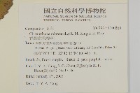 香澤蘭、飛機草藏品圖，第2張