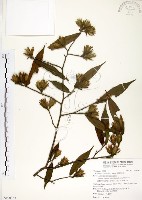 柳葉山茶藏品圖，第1張