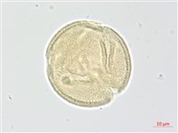 柳葉山茶藏品圖，第2張