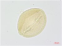 柳葉山茶藏品圖，第4張