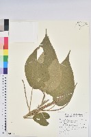 糙莖菝契藏品圖，第1張