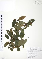 台灣山桂花藏品圖，第1張