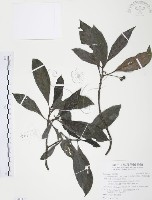 九節木、牛屎烏、青龍吐霧藏品圖，第1張