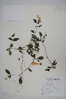 腺萼馬藍藏品圖，第1張
