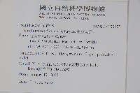 腺萼馬藍藏品圖，第2張