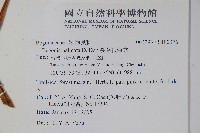 裂葉秋海棠藏品圖，第2張