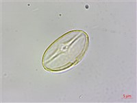 裂葉秋海棠藏品圖，第1張