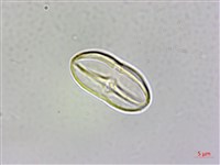 裂葉秋海棠藏品圖，第3張