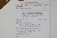 出雲山秋海棠藏品圖，第2張