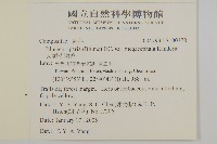 大頭艾納香藏品圖，第2張