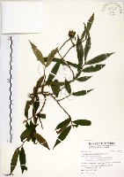 柳葉山茶藏品圖，第1張