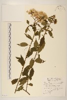 小舌菊、蔓綿菜藏品圖，第1張