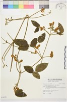 銹毛鐵線蓮藏品圖，第1張