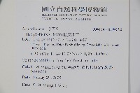 圓葉冬青藏品圖，第2張