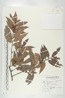 軟毛柿藏品圖，第1張