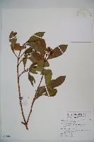 珊瑚樹藏品圖，第1張