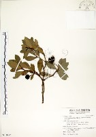 恆春楨楠藏品圖，第1張