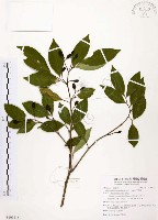 石苓舅藏品圖，第1張