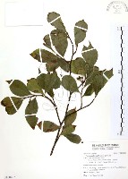 臺灣石楠藏品圖，第1張