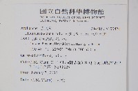 三葉五加藏品圖，第2張