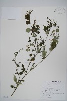 曲莖馬藍藏品圖，第1張
