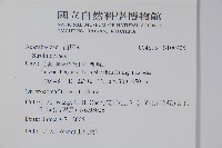 曲莖馬藍藏品圖，第2張