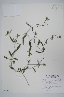 柳葉鱗球花藏品圖，第1張