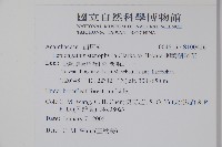 柳葉鱗球花藏品圖，第2張