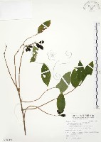 毛玉葉金花藏品圖，第1張
