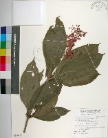 臺灣野牡丹藤藏品圖，第1張