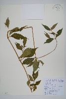 臺灣野牡丹藤藏品圖，第1張