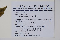 臺灣野牡丹藤藏品圖，第2張