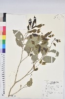 交力坪鐵色藏品圖，第1張