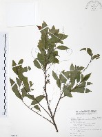 台灣山桂花藏品圖，第1張