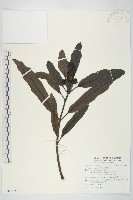 桃葉珊瑚藏品圖，第1張