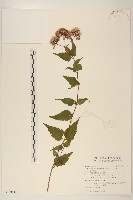 田代氏澤蘭藏品圖，第1張