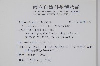 蜂窩馬兜鈴藏品圖，第2張
