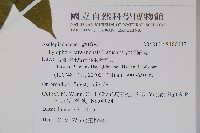 絨毛芙蓉蘭藏品圖，第2張