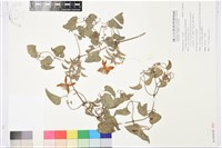 屏東鐵線蓮藏品圖，第1張