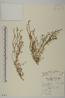 裸花鹼蓬藏品圖，第1張