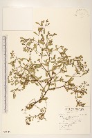 光梗闊苞菊藏品圖，第1張