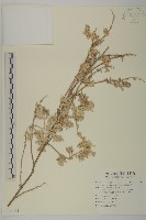 馬氏濱藜藏品圖，第1張