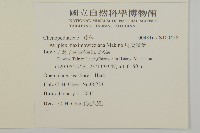 馬氏濱藜藏品圖，第2張