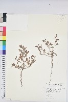 假葉下珠藏品圖，第1張