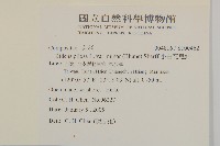 小白花鬼針藏品圖，第2張