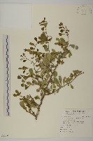 北仲, 刺裸實藏品圖，第1張