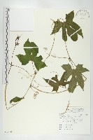 雙輪瓜藏品圖，第1張