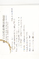 雙輪瓜藏品圖，第2張