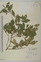 菱葉衛矛藏品圖，第1張