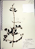 腺果藤、刺藤藏品圖，第1張